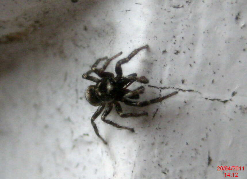 Image of Zebra spider