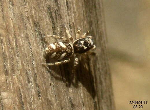 Image of Zebra spider