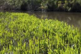 Rumex bidens R. Br. resmi