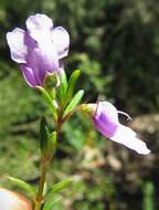 Image of Prostanthera scutellarioides (R. Br.) Druce