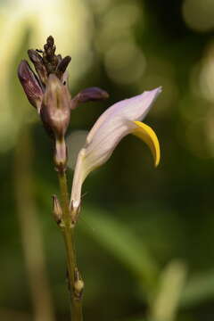 Gymnostachyum febrifugum Benth. resmi