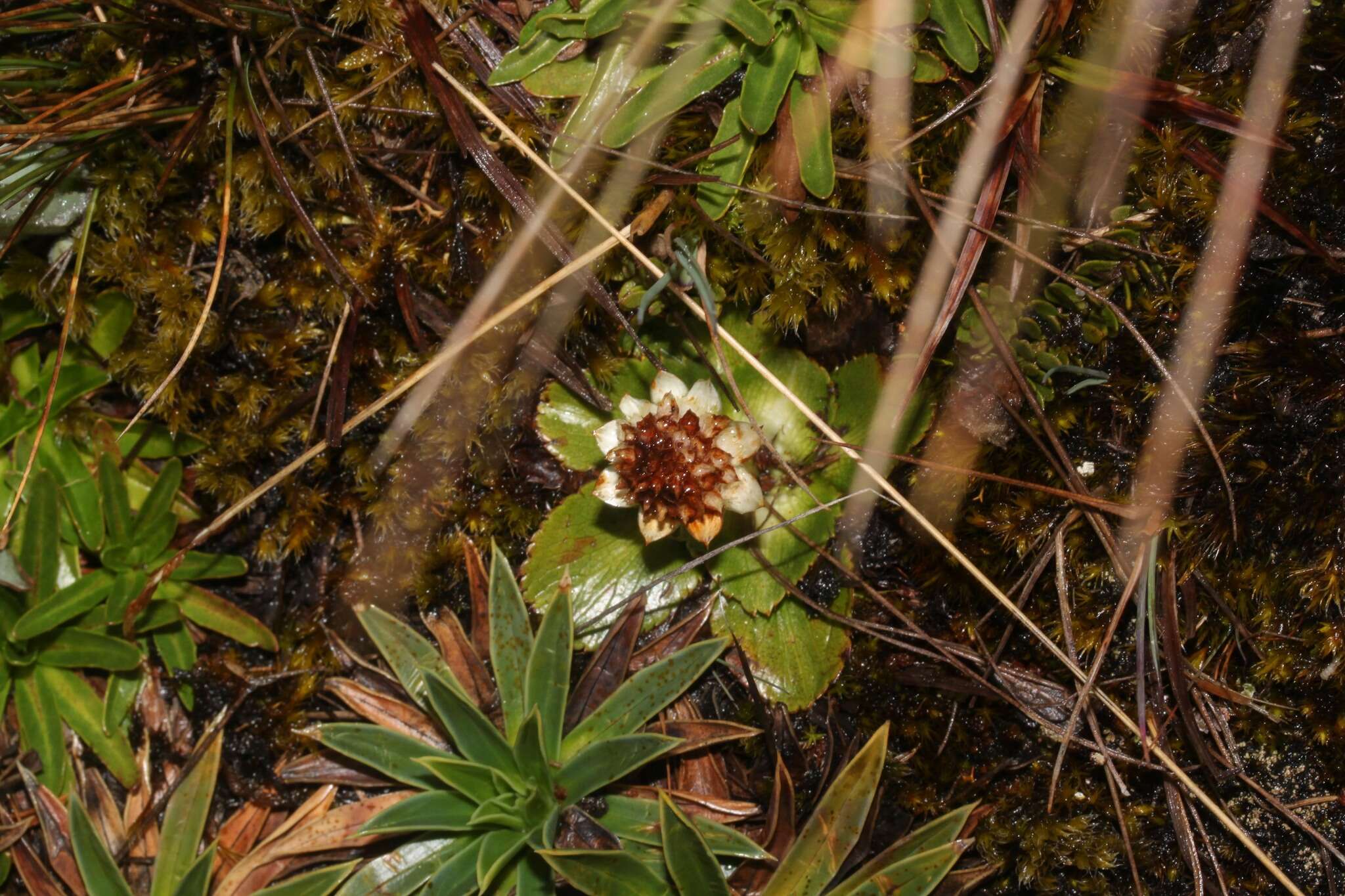 Image de Eryngium humile Cav.