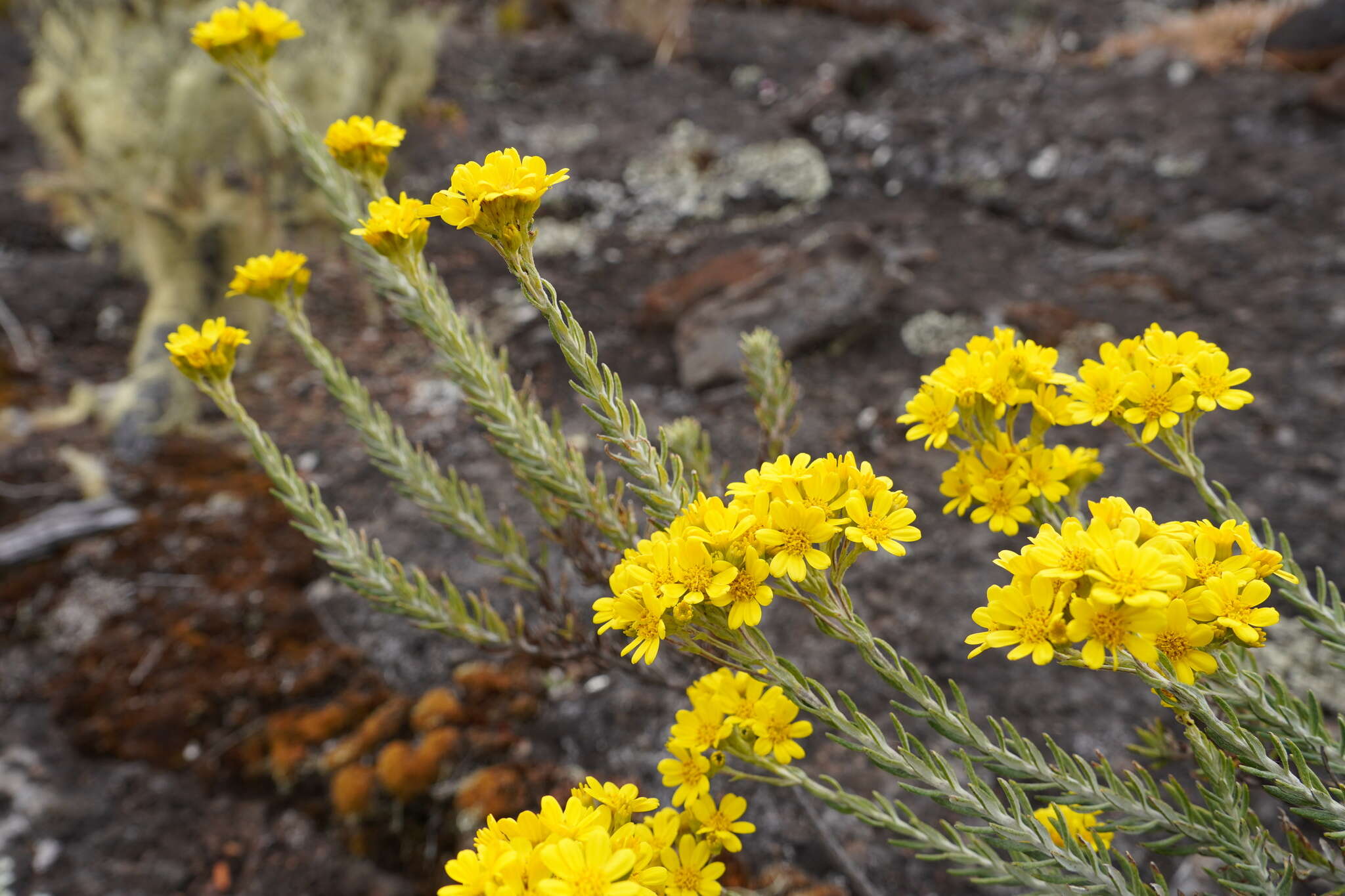 صورة Hubertia tomentosa var. conyzoides (Bory) C. Jeffrey