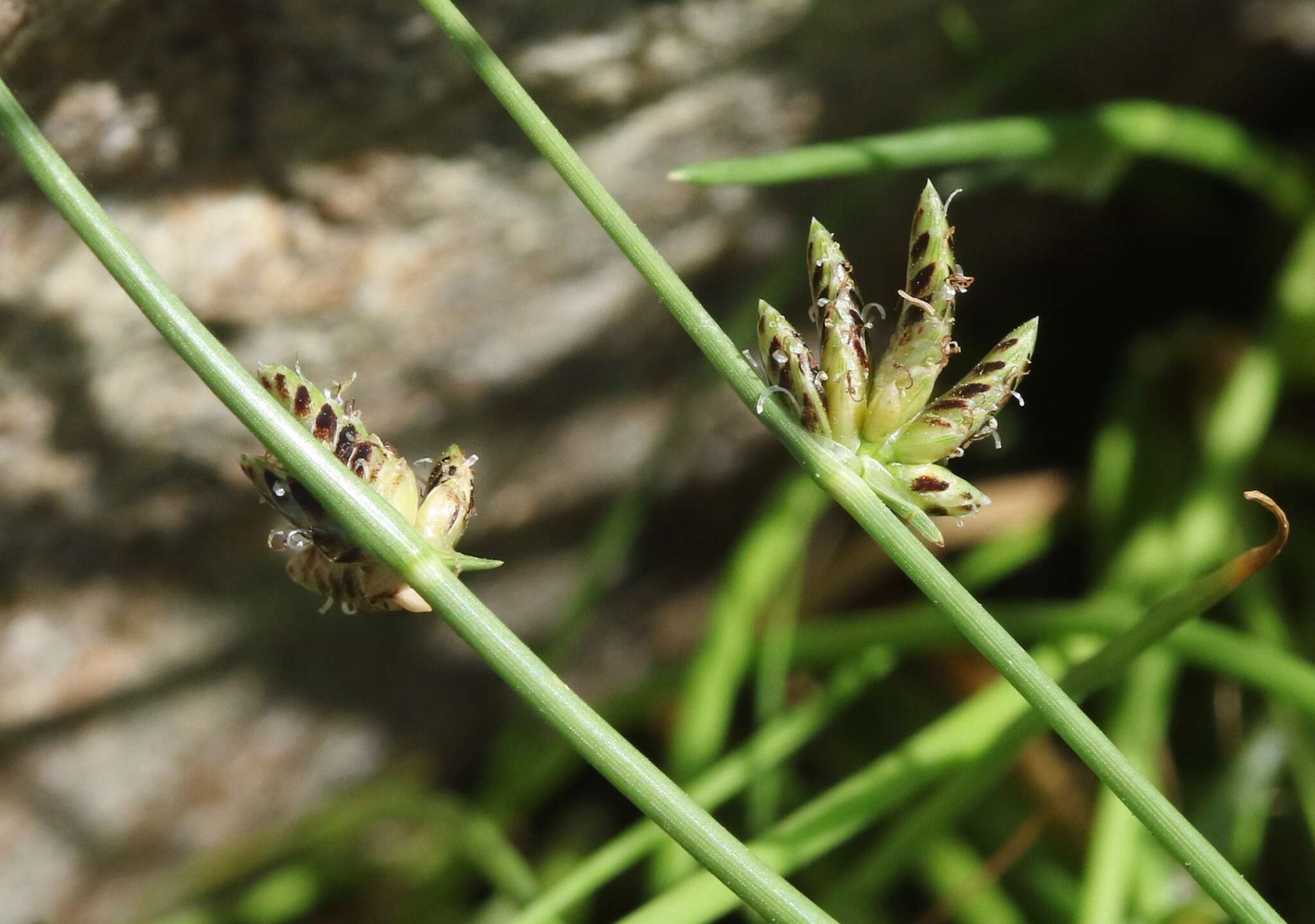 Слика од Cyperus laevigatus L.