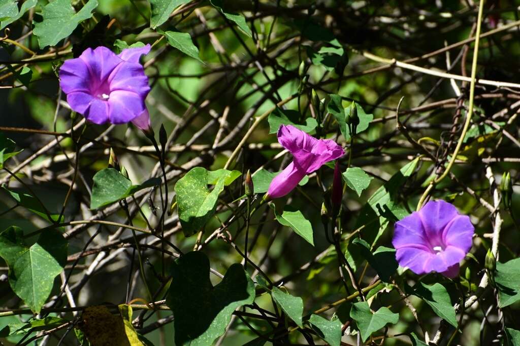 Ipomoea orizabensis var. austromexicana J. A. Mc Donald resmi