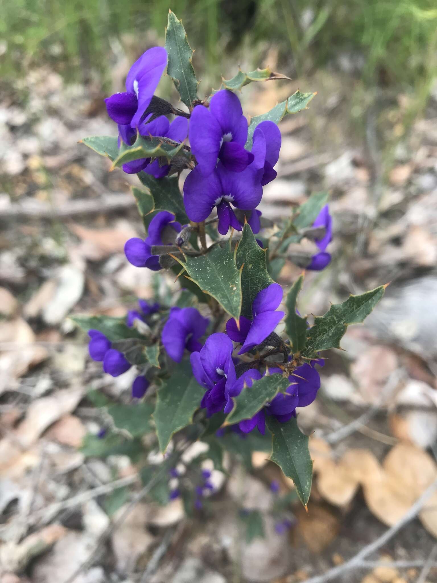 Image of Holly-leaved Hovea