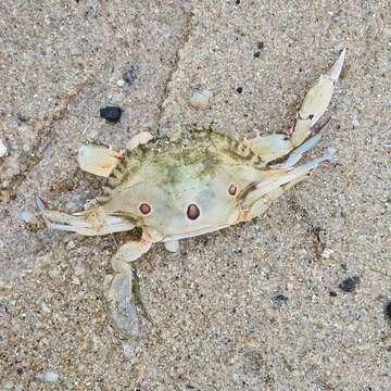 Image of blood-spotted swimming crab