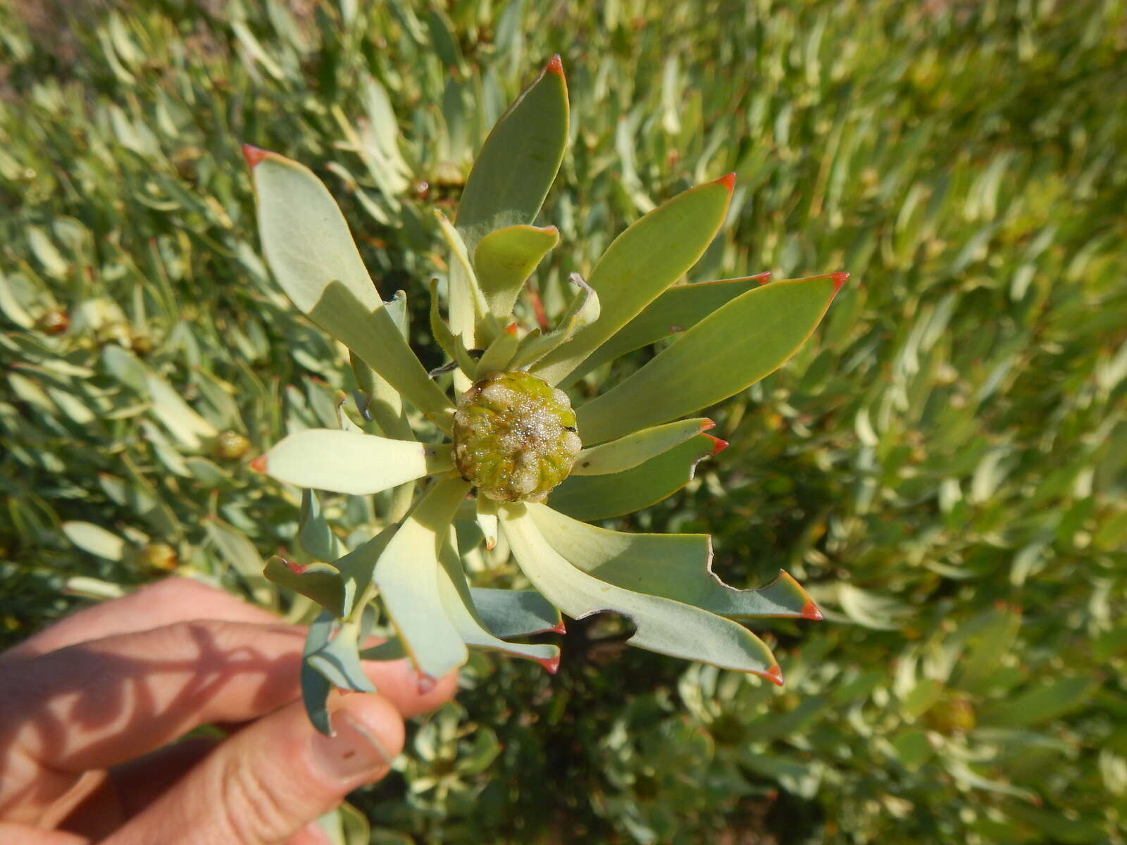 Image of Leucadendron loranthifolium (Salisb. ex Knight) I. Williams