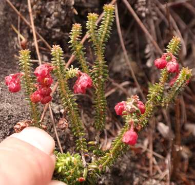 Image of Erica truncata L. Bolus