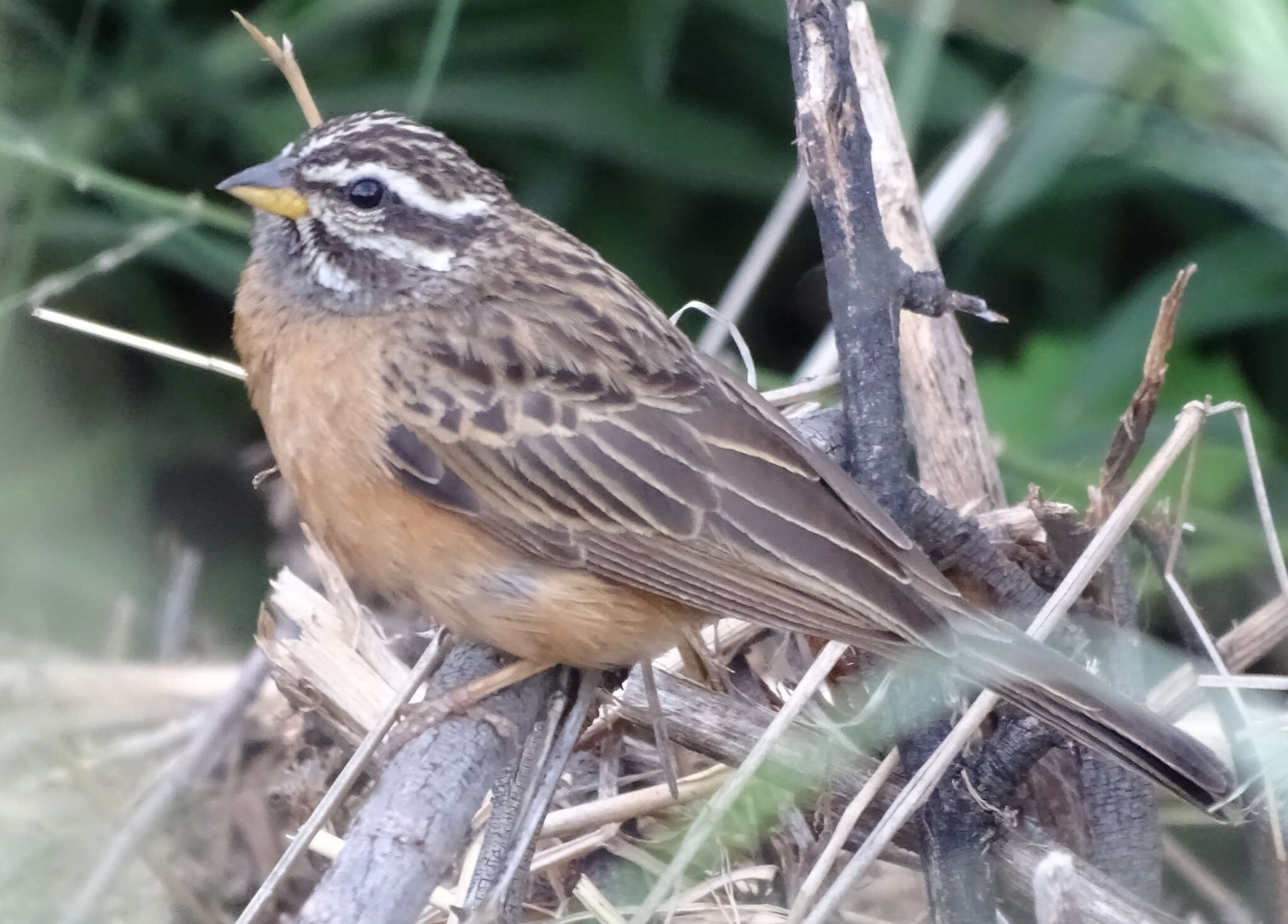 Sivun Emberiza tahapisi nivenorum (Winterbottom 1965) kuva