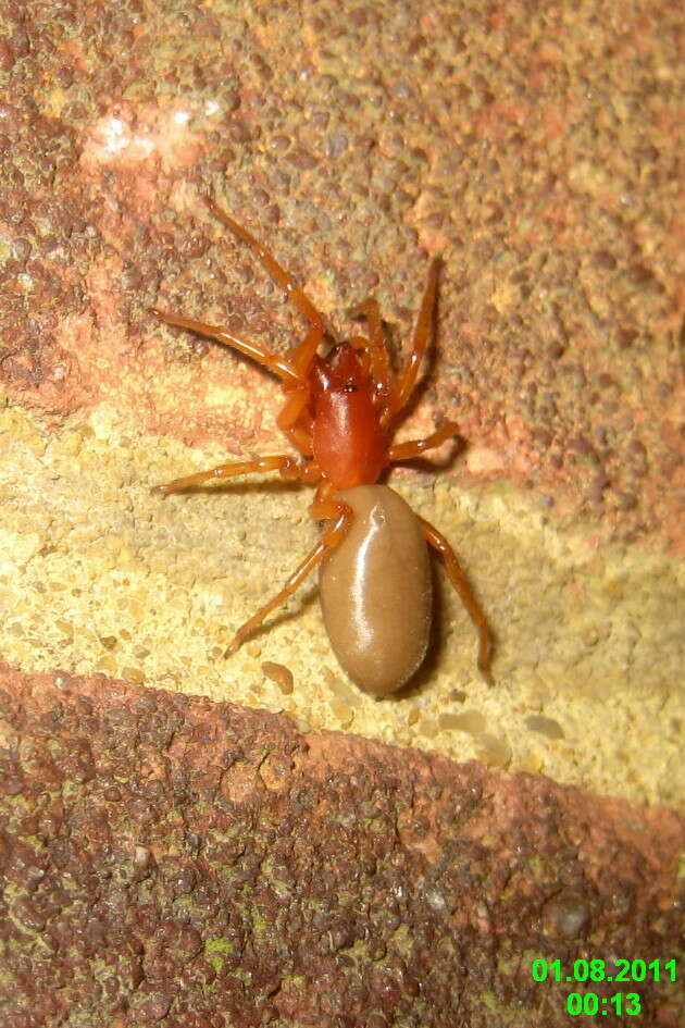 Image of Woodlouse spider