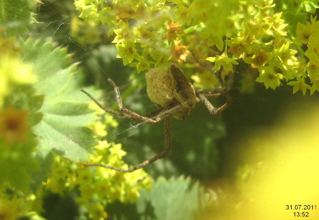 Image of Nursery-web spider