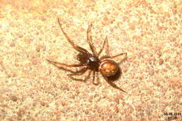 Image of False widow