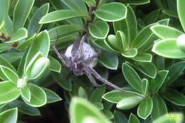 Image of Nursery-web spider