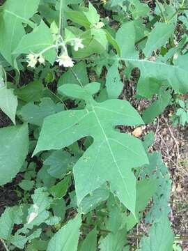 Image of whiteflower leafcup