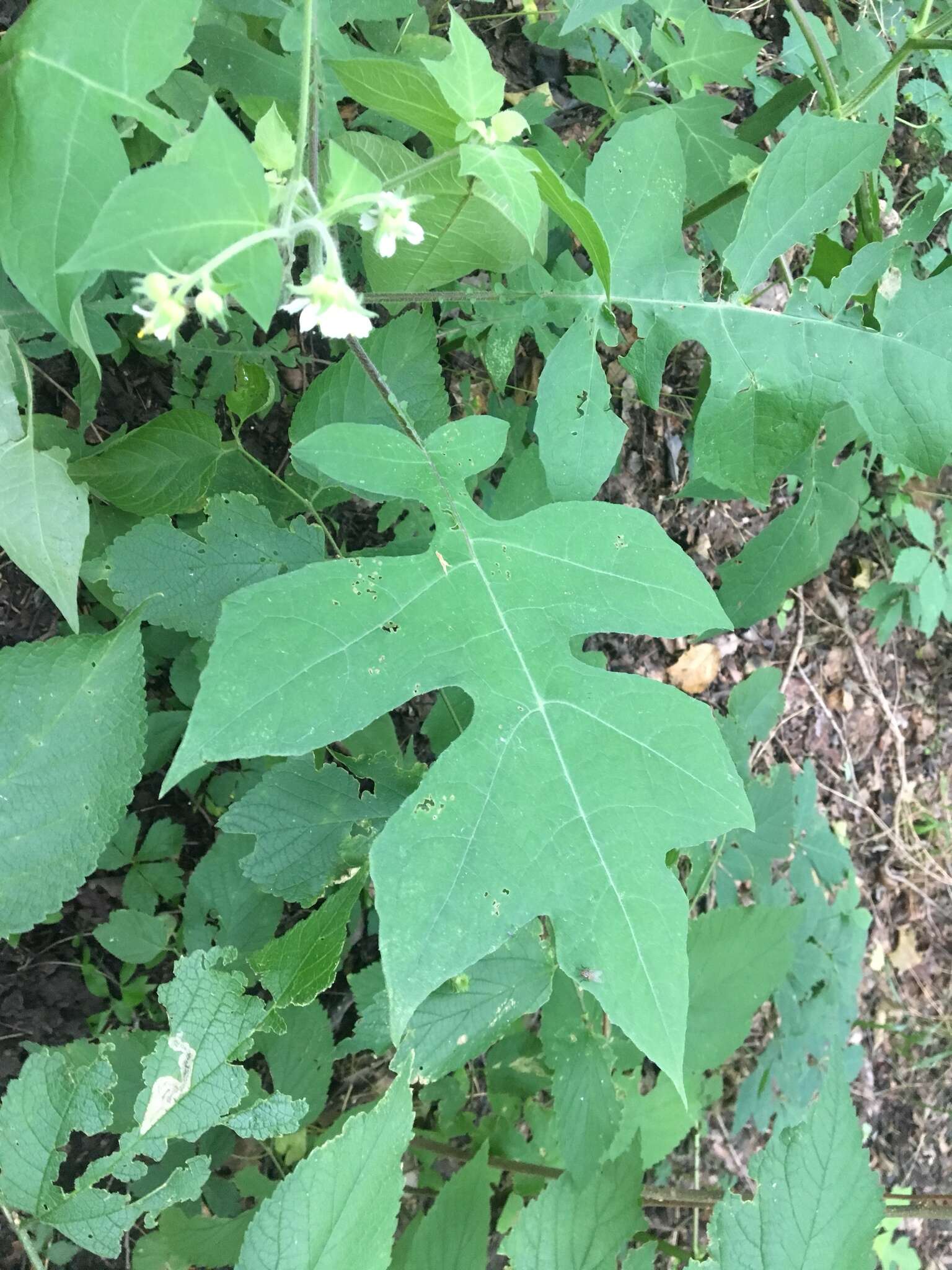 Polymnia canadensis L. resmi