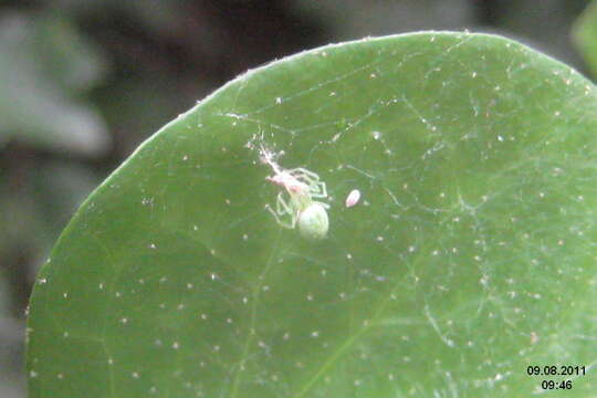 Image of Cucumber green spider