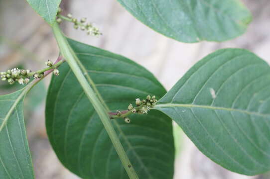 Plancia ëd Deeringia polysperma (Roxb.) Moq.