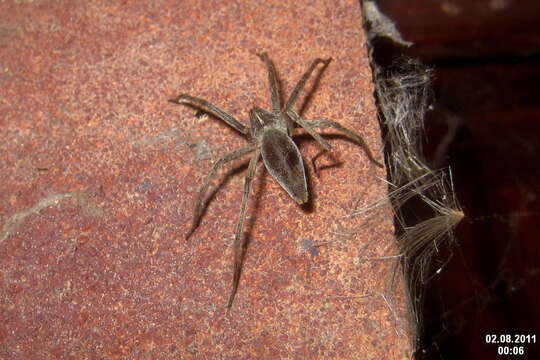 Image of Nursery-web spider