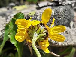 Image of Anthemis marschalliana subsp. sosnovskyana (Fed.) Grierson