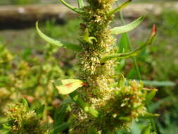 Imagem de Rumex persicarioides L.