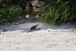 Image of Varanus salvator andamanensis Deraniyagala 1944