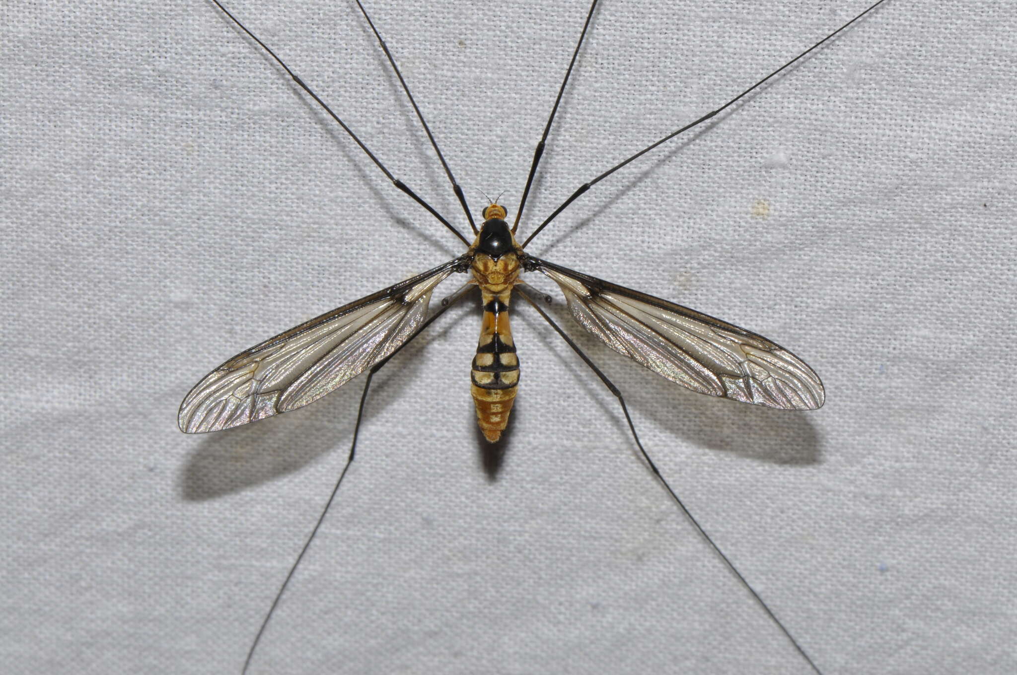 Image of Leptotarsus (Leptotarsus) clavatus (Macquart 1850)