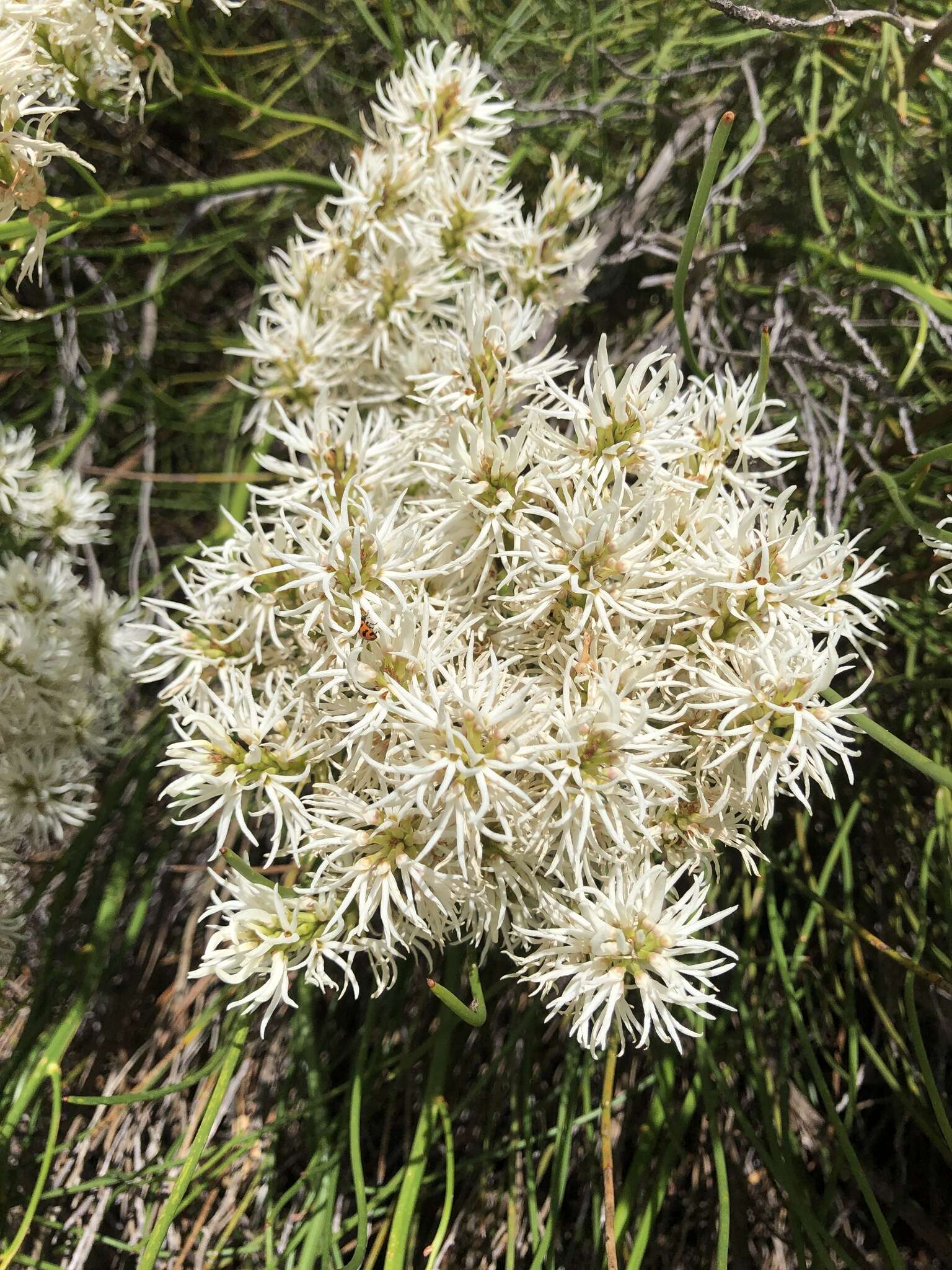 Sivun Conospermum teretifolium R. Br. kuva