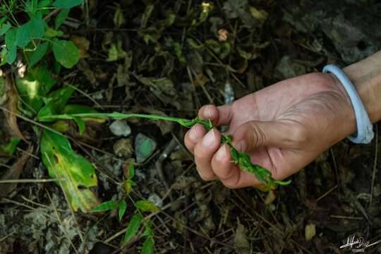 Image of Hammock False Rein Orchid