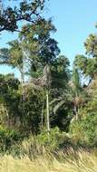 Image of Dypsis madagascariensis (Becc.) Beentje & J. Dransf.