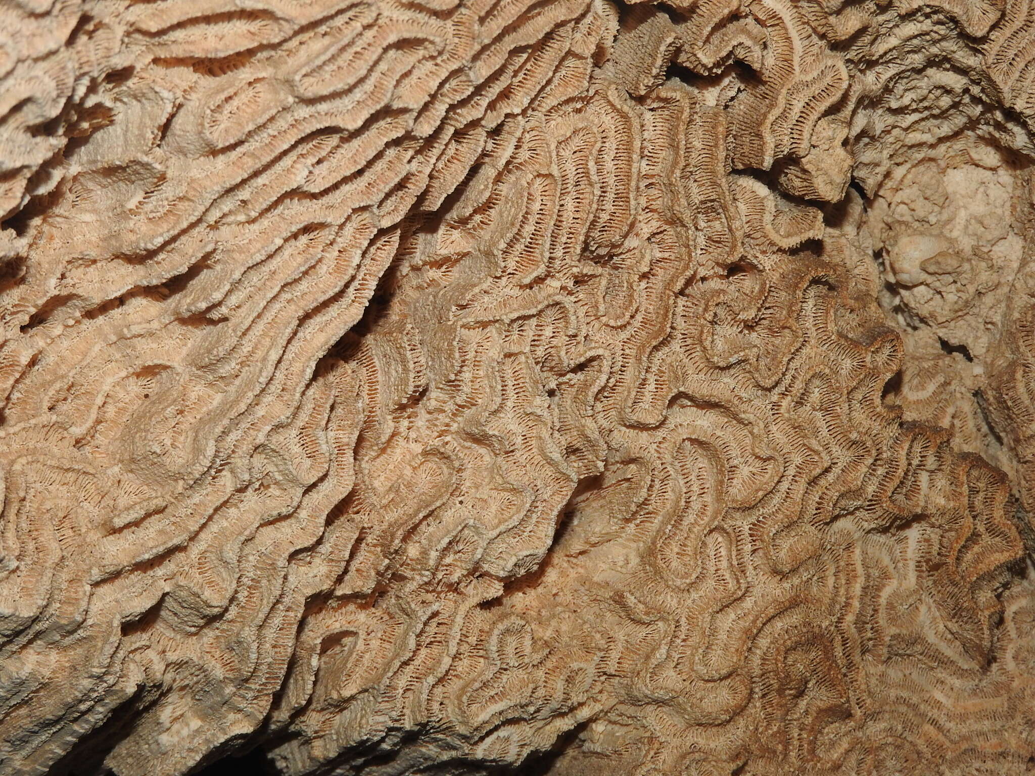 Image of Pseudodiploria Fukami, Budd & Knowlton 2012