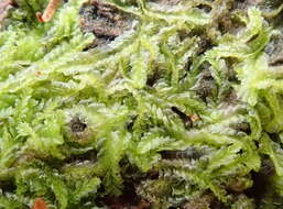 Image of Lophocolea semiteres var. semiteres (Lehm.) Mitt.