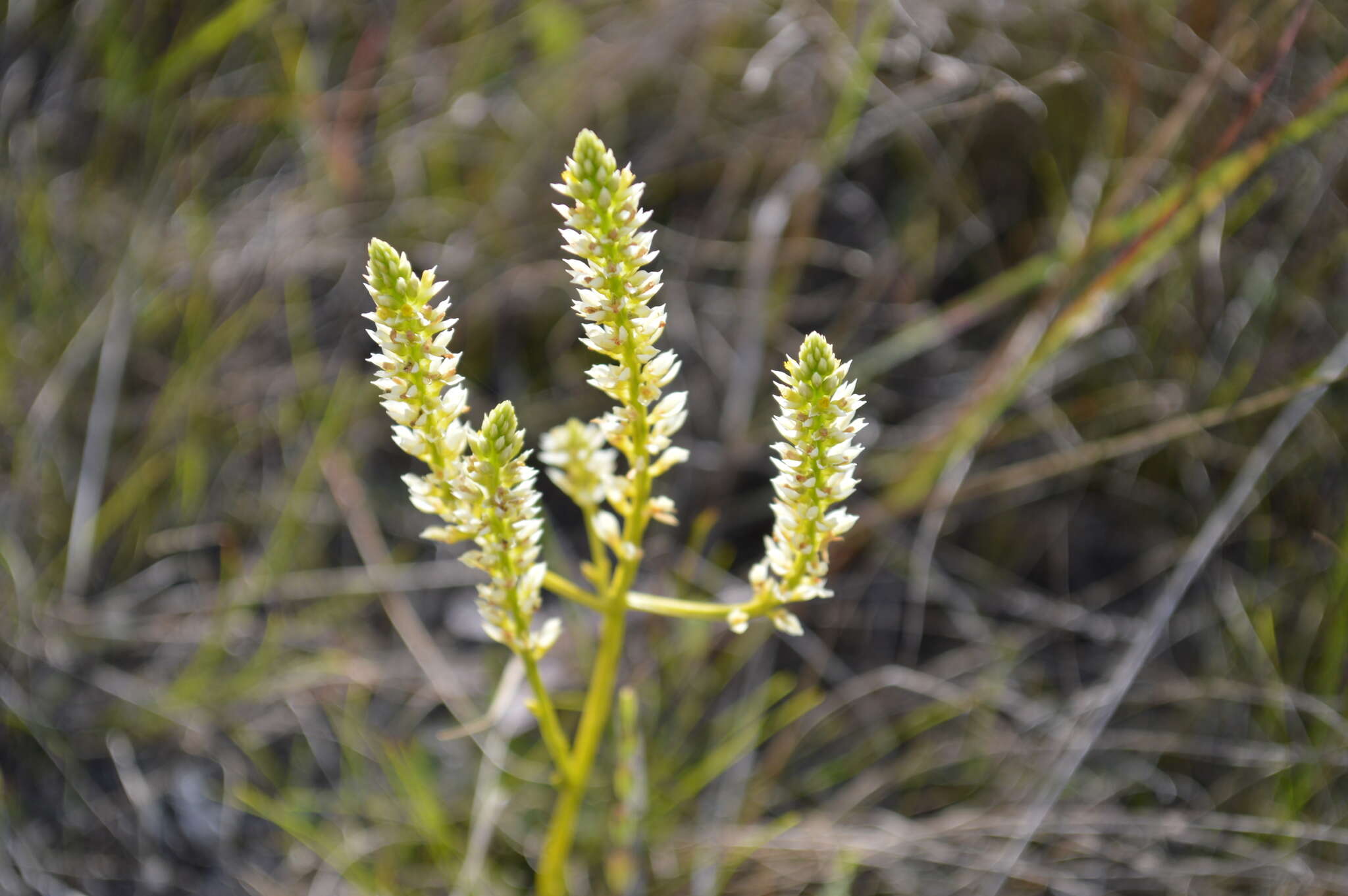 Image of Polygala carteri