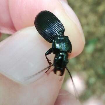 Plancia ëd Pterostichus (Pterostichus) impressicollis (Fairmaire & Laboulbène 1854)