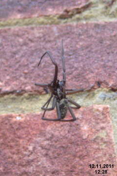 Image of Giant House Spider