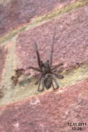 Image of Giant House Spider