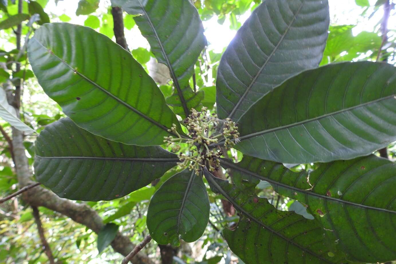 Image of Psychotria mexiae Standl.