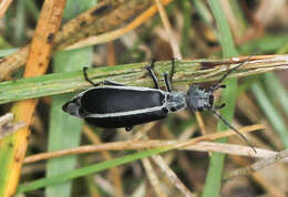 Image of Margined Blister Beetle