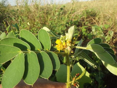 Image of oneleaf senna