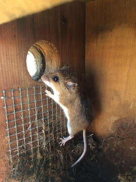 Image of White-footed Deermouse