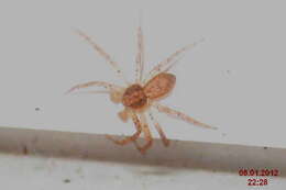 صورة Philodromus dispar Walckenaer 1826