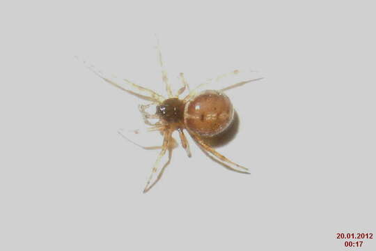 Image of Steatoda