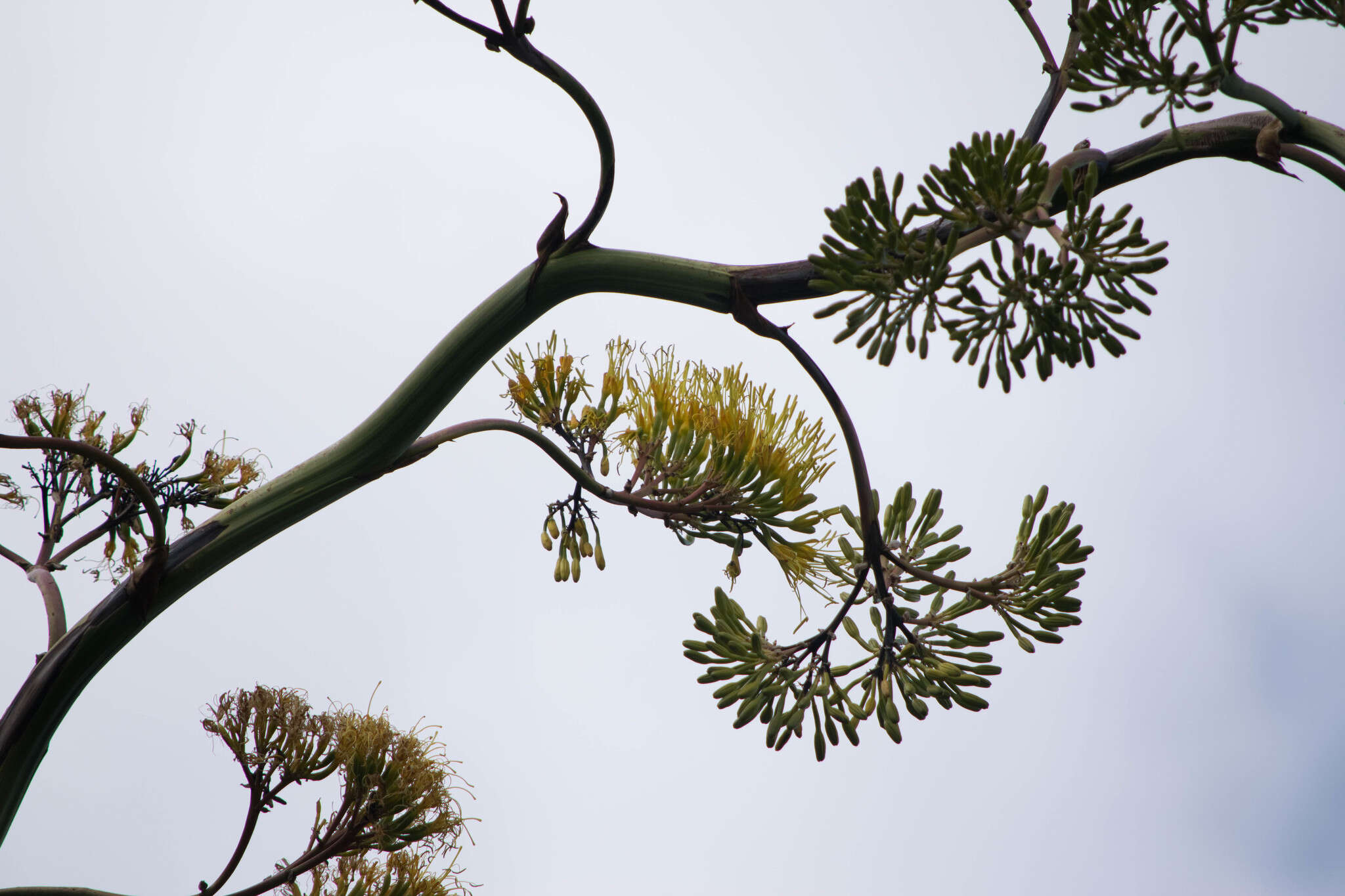 Слика од Agave maximiliana var. katharinae (A. Berger) Gentry