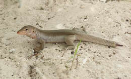 Image of Hispaniolan giant ameiva