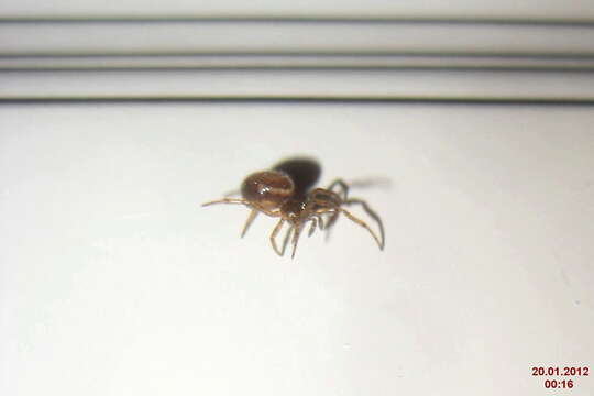 Image of Steatoda