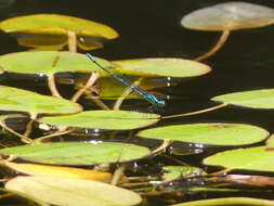 Imagem de Caliagrion billinghursti (Martin 1901)