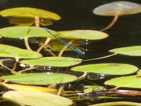 Imagem de Caliagrion Tillyard 1913