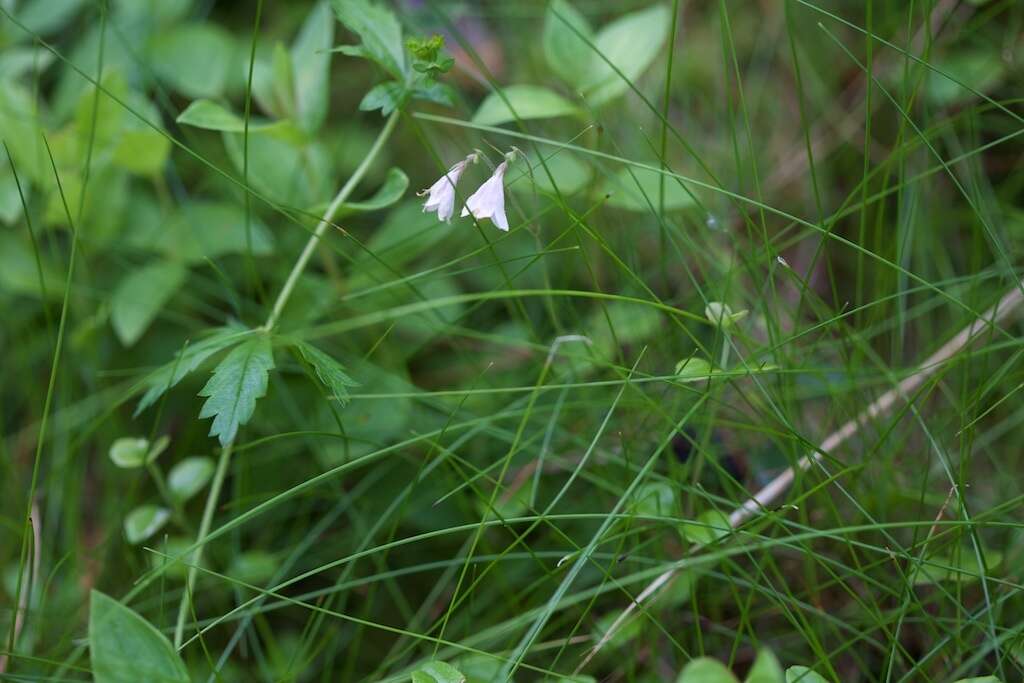 Image de Linnaea borealis L.