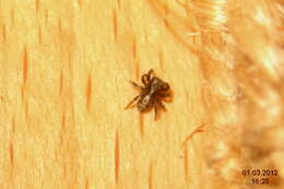 Image of Jumping spider