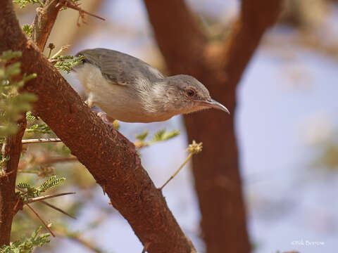 Image of Somali Crombec